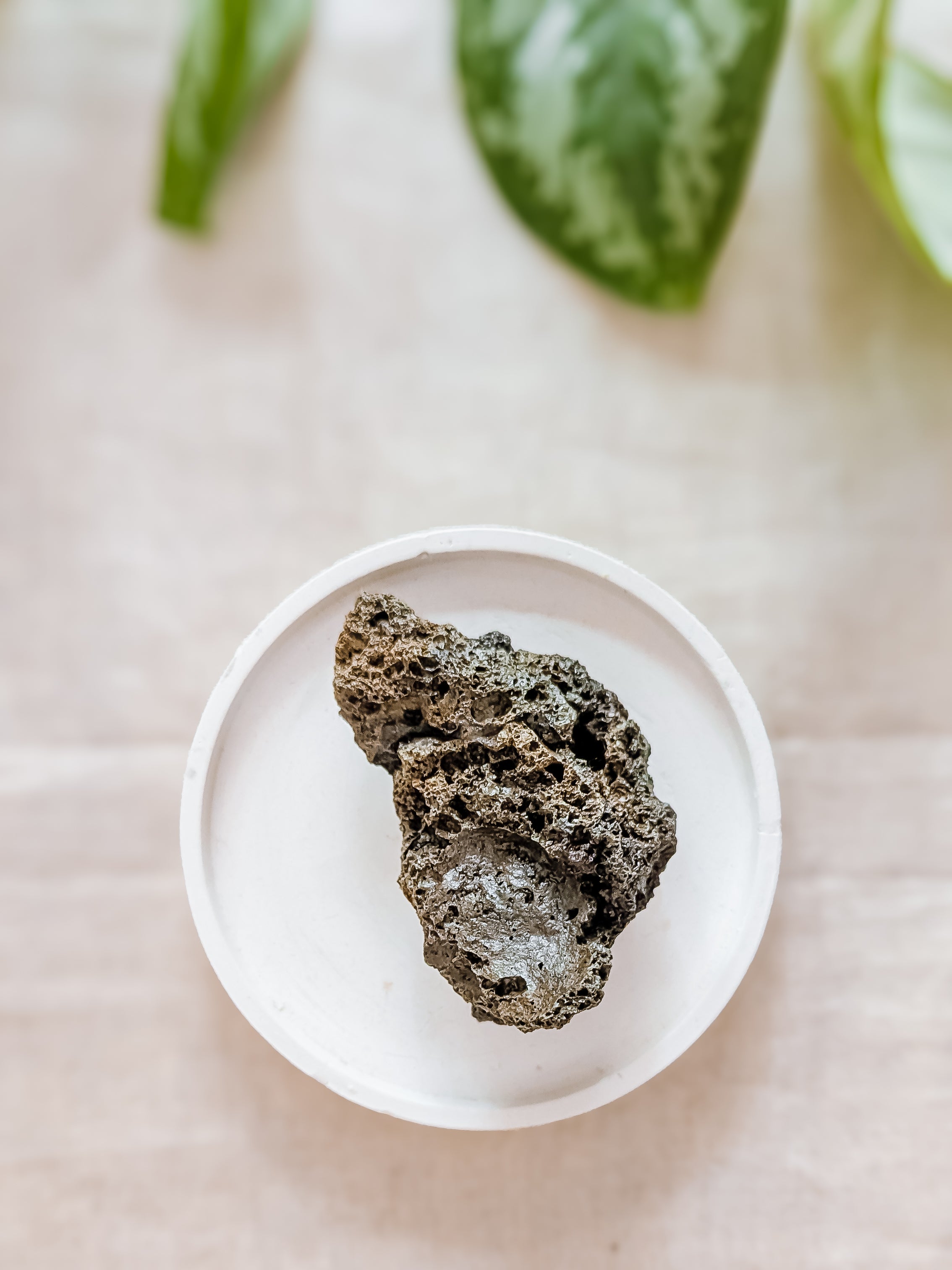A rough, porous dark brown volcanic rock specimen displayed on a small white ceramic dish, set against a light beige background with blurred green leaves in the upper background.
